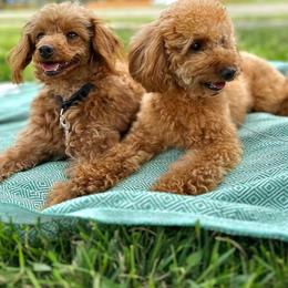 Poodles from Anastasiya