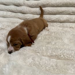 Basset Hound Puppies from CK Beagles & Bassets
