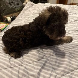 Blue - Liver male Miniature Schnauzer puppy in Griggsville, Illinois from Stephenson’s Mini Schnauzer’s