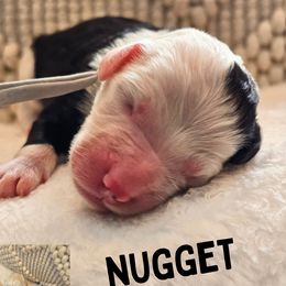 Boy 5 - Black and white Sheepadoodle puppy in Egg Harbor City, New Jersey from Doodles by Starlight