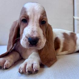 Aly - Red and white female Basset Hound puppy in Cleveland, Tennessee from Smokey Mtn Bassets