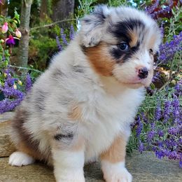 Guess - Blue merle Australian Shepherd puppy in Olympia, Washington from Echelon Australian Shepherds
