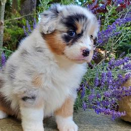 Guess - Blue merle Australian Shepherd puppy in Olympia, Washington from Echelon Australian Shepherds