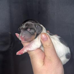 Rip - Piebald male Dachshund puppy in Liberty, Mississippi from Liberty Oaks Aussies and Dachshunds