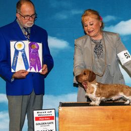 Champion - Dachshund
