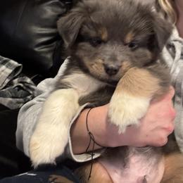 Australian Shepherd, Miniature American Shepherd, Miniature Australian Shepherd, and Toy Australian Shepherd Puppies from HP Aussie Kennels