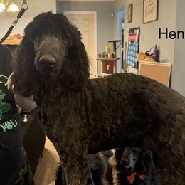 Henson - Phantom Poodle puppy in Saltville, Virginia from Tumbling Creek Poodles and Doodles