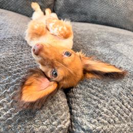 Ruby - Piebald female Dachshund puppy in Magnolia, Texas from Carrie’s Countryside Dachshunds