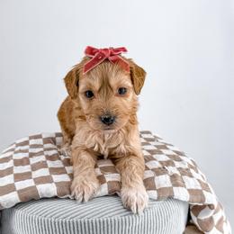 Sweater - Apricot female Goldendoodle puppy in Jamestown, Kentucky from Milk & Honey Doodles