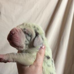 Georgia - Harlequin female Great Dane puppy in Tyler, Texas from Blessed By Danes
