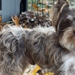 JJ - Yorkshire Terrier