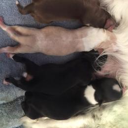 Chihuahua Puppies from HaloHavenChihuahuas