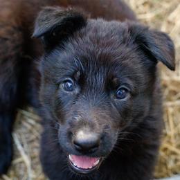 German Shepherd Puppies from Zwinger Vom Rabenauge