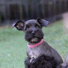 Remi - Black female Miniature Schnauzer puppy in Snowflake / Phoenix, Arizona from Snowflake Schnauzers