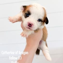 Yellow - Catherine of Aragon (fluffy) - Red female Pembroke Welsh Corgi puppy in Milan, Georgia from Williams’ Welsh Corgis LLC