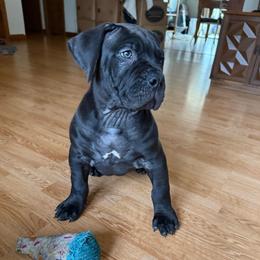 Light pink collar female - Black female Boerboel puppy in Rockford, Illinois from Adoraboerboels