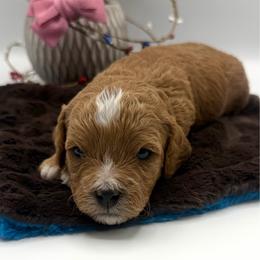 Supai - Red female Cavapoo puppy in Central, Arizona from Desert Valley Doodles