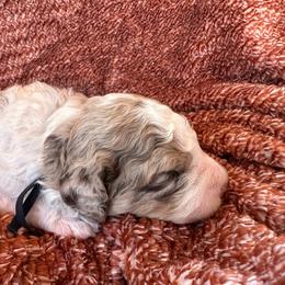 Smokey - Merle male Bernedoodle puppy in Scottsville, Kentucky from Barren River Bernedoodles and Poodles