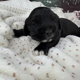 Percival - Black and white male Cocker Spaniel puppy in Hugo, Oklahoma from Mini Hippo Land