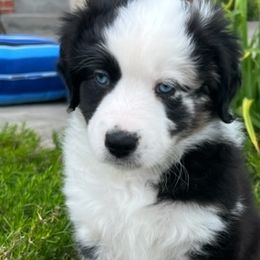Oak - Miniature Australian Shepherd puppy in Elgin, Illinois from Beaman Aussie Pride
