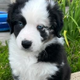 Oak - Miniature Australian Shepherd puppy in Elgin, Illinois from Beaman Aussie Pride