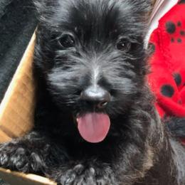 Girl 1 - Black female Scottish Terrier puppy in Oak Harbor, Ohio from Scotland Yard Kennels