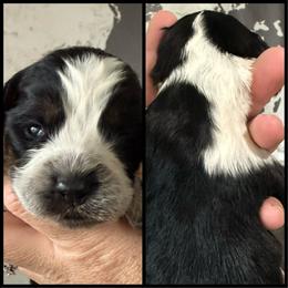 Oak - Tri-Roan female English Springer Spaniel puppy in Rio, Wisconsin from Rowan Creek Springers