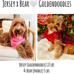 Goldendoodle puppies from Destination Doodles
