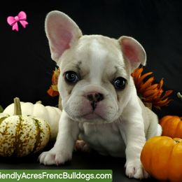 Pink girl - Fawn and white female French Bulldog puppy in Jacksonville, Florida from Friendly Acres French Bulldogs