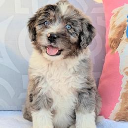 Milo (Blue collar) - Blue merle male Aussiedoodle puppy in Coulee City, Washington from Mr and Mrs Doodle Farm