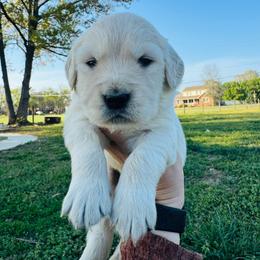Red collar - Golden male Golden Retriever puppy in Harrisburg, North Carolina from Bunn Ranch Goldens & Bernese