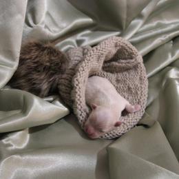 Saye - Cream male Pomeranian puppy in University City, Missouri from Textilepoms