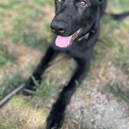 German Shepherd Puppies from Paws Of Germany