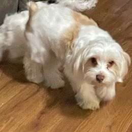 Yorkipoos and Yorkshire Terriers from Carolyn Bess's Yorkies and Yorkipoo Puppies