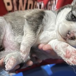 Star ⭐️ - Pomsky puppy in Findlay, Ohio from You Me & Our Pomskies