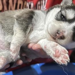 Star ⭐️ - Pomsky puppy in Findlay, Ohio from You Me & Our Pomskies