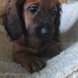 Teddy - Red male Dachshund puppy in Dixon, Missouri from Kickapoo Bassets
