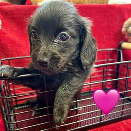 Philia - Black female Dachshund puppy in Huntington, Arkansas from Rockstar.Weiners