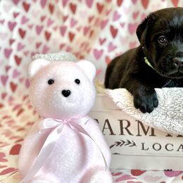 Labrador Retriever Puppies from Salt Run Retrievers