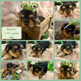 Jelly Beanie - Black and tan male Yorkshire Terrier puppy in Tangipahoa County, Louisiana from Riche’ Louisiana Yorkies