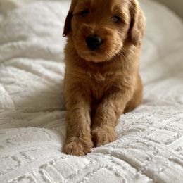 Goldendoodle Puppies from Whidbey Goldendoodles