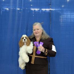Rapunzel - Cocker Spaniel