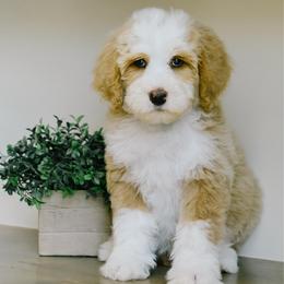Boy 1 - Red male Bernedoodle puppy in Spanish Fork, Utah from K Brand Doodles