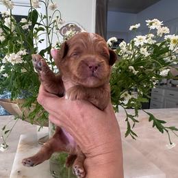 Muffin - Red male Cavapoo puppy in Sacramento County, California from Sac-Town Poodles and Doodles