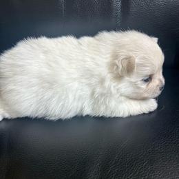 Angel - White female Pomeranian puppy in Randleman, North Carolina from Luxurious Poms