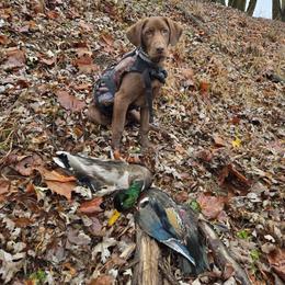 Labrador Retriever All Grown Up from Shoreline Retrievers