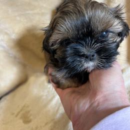 Shih Tzu Puppies from Prestige Shih Tzu Family