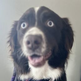 Australian Shepherds from Aussie Angels