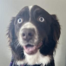 Australian Shepherds from Aussie Angels