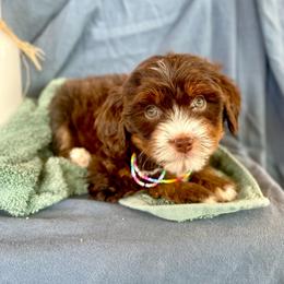 Simea - Chocolate female Assorted Doodle Crosses puppy in Randolph, Utah from Dry Canyon Pups